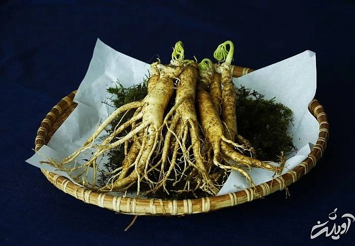 خواص جینسینگ